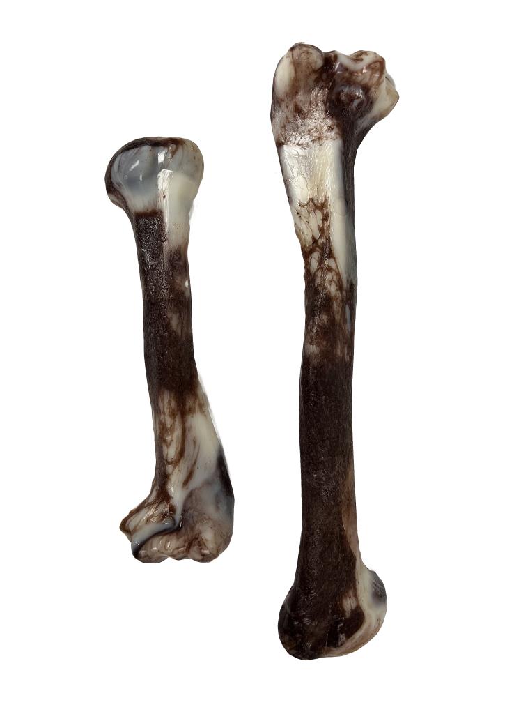 Jurassic Bone 7" dog chew