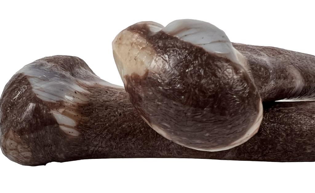 Jurassic Bone 7" dog chew