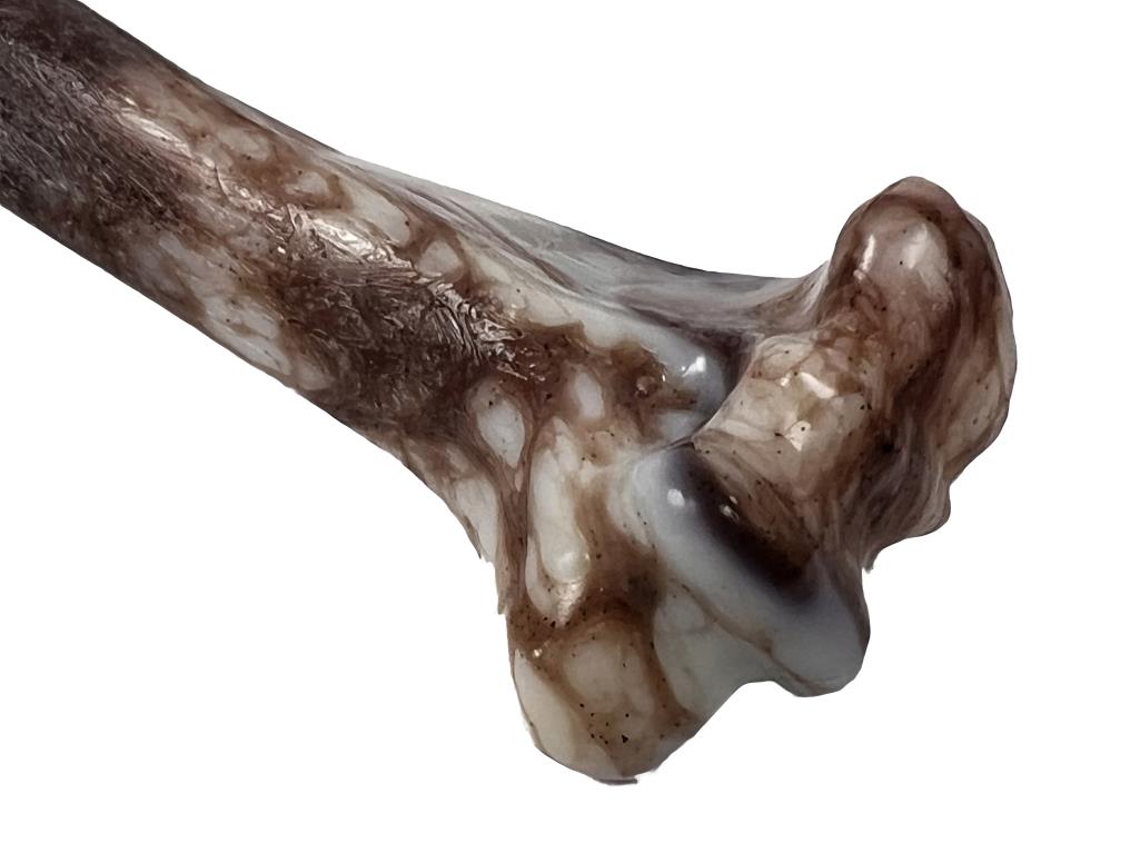Jurasic bone 10" dog chew