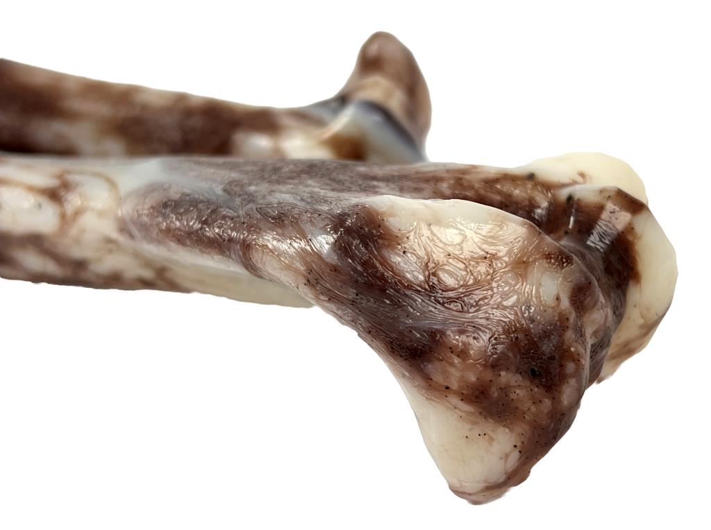 Jurasic bone 10" dog chew